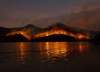 Trinquons donc à la fin du monde. Entre résignation et résilience, penser l’Effondrement feu de forêt
