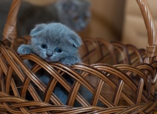 Analyse de l’impact des chats sur internet, comme ça, au débotté, voire même un peu au pif.