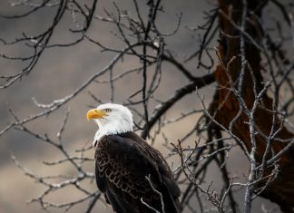 Aidons un myope à chasser le couillon à poil ras.