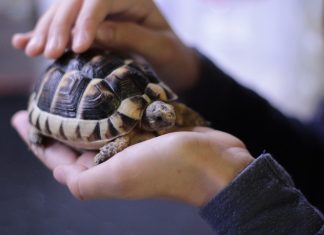 J’ai acheté une tortue