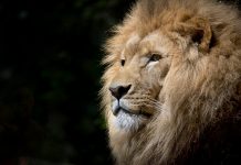 Qui est le Front de libération du Peuple du Tigré, en guerre contre le gouvernement éthiopien ?